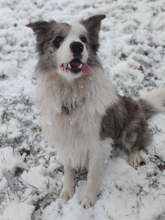 Border collie Zkwp - Wrocław zapowiedz miotu