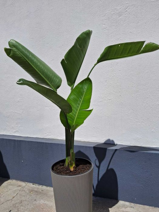 Estrelicia Branca, Estrelícia gigante ou Strelitzia augusta nicolai