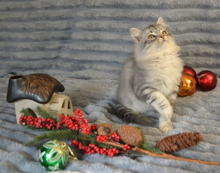 Продам сибирячку