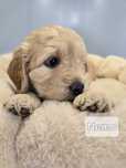 Gooldendoodle samiec chłopczyk labradoodle/ doodle /pudel średni