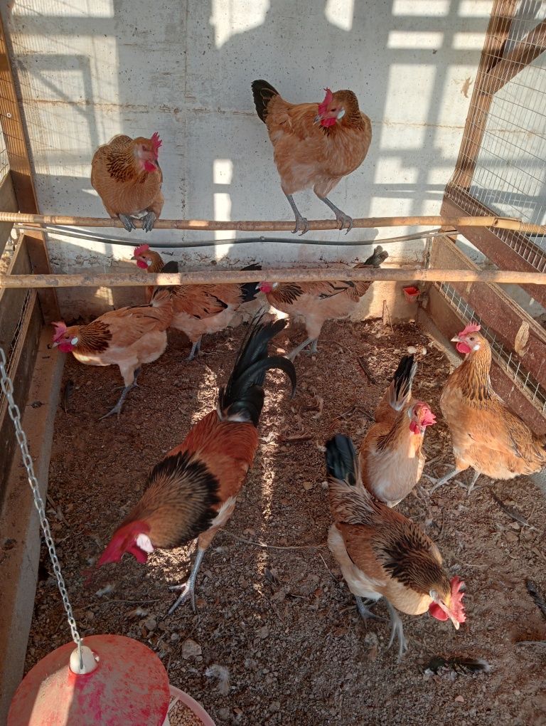 Ovos de andaluza surenha morucha