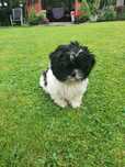 Malutka suczka Shih Tzu