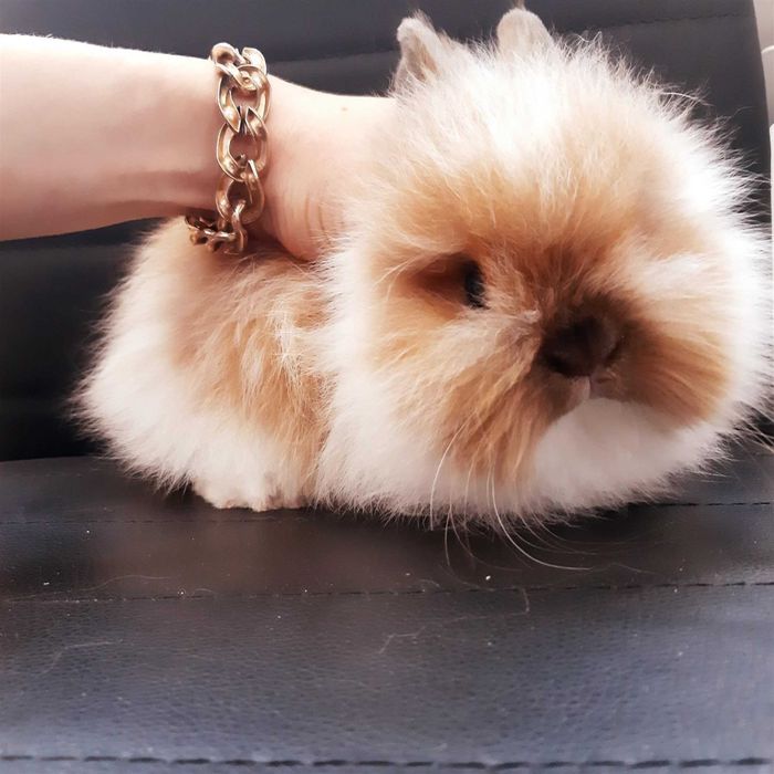 Карликовые мини кролики от породистых родителей звоните