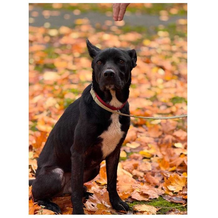 Пес Блек ищет дом