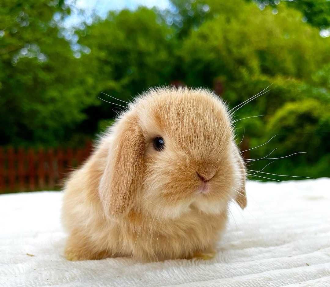 KIT Coelhos anões mini Lop(orelhudos) lindíssimos e muito dóceis
