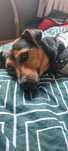 Figa sunia do adopcji