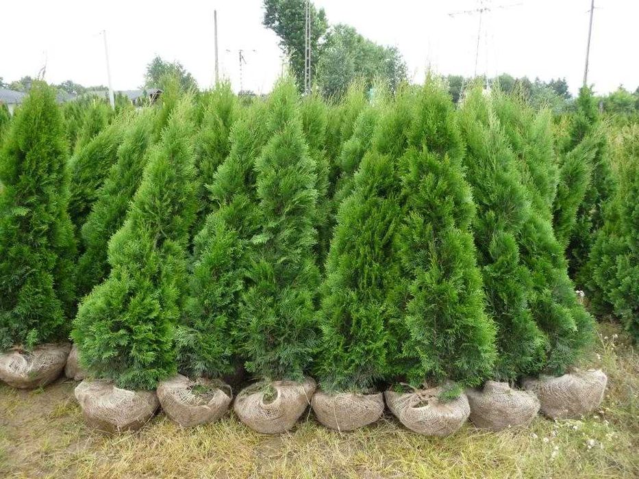 Tuja Szmaragd Thuja Szmaragd 130/200cm GRUBE
