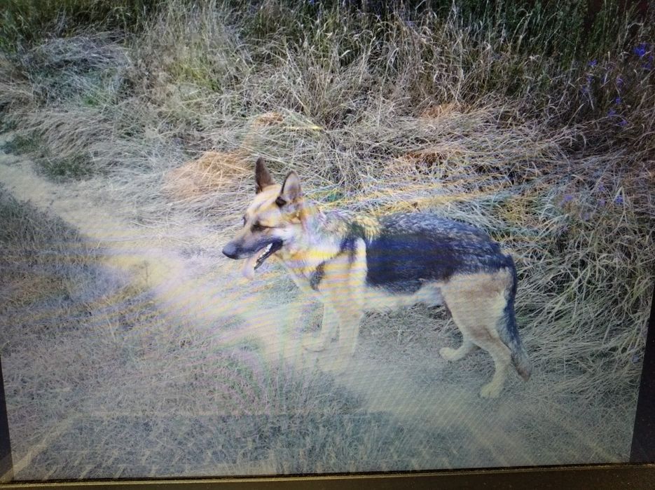 Цуценята німецької вівчарки