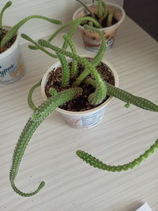 Хамецереус. Кактус . Обмен. Подвезу