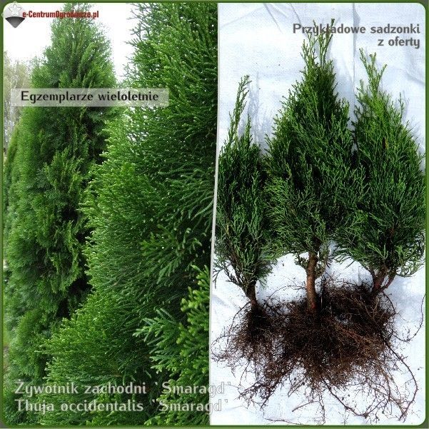 Thuja Smaragd, tuja szmaragd - sadzonki 40 - 60 cm Wysyłamy kurierem!