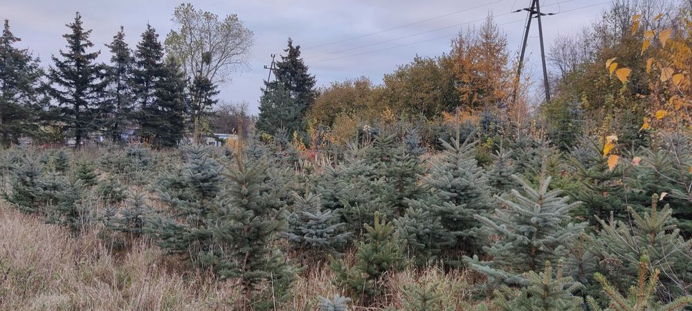 Choinki Świerk srebrny, Jodła kaukaska