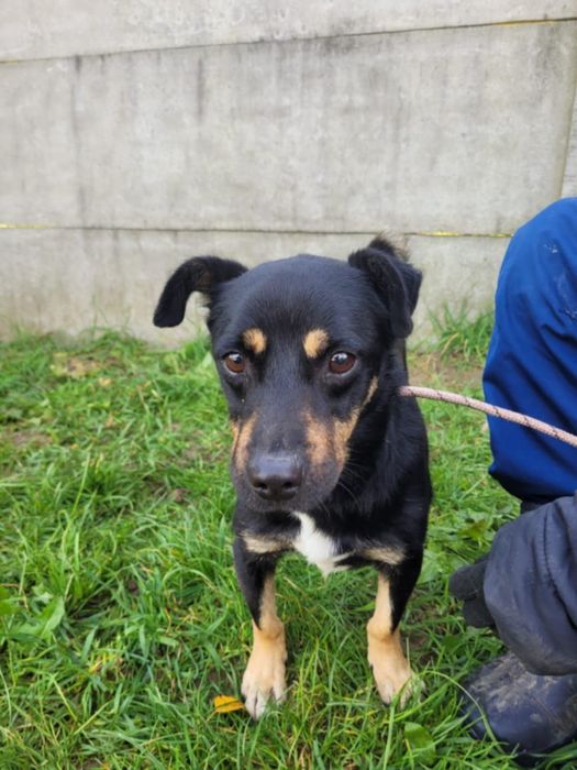 Młody Gucio szuka domku!