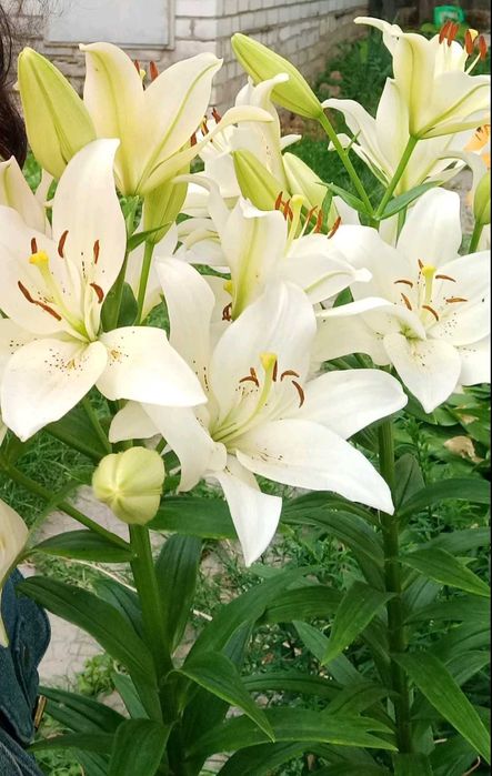 Садовые растения. Почвопокровные. Вечнозелёные. Пестролистные