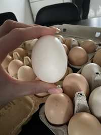 Jaja jajka wiejskie ekologiczne