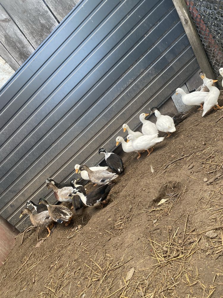 Call duck Pary i wolne kaczorki