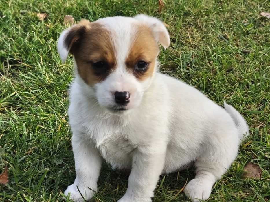 Jack Russell Terrier