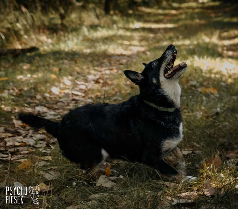 energiczny, wesoły, przyjazny piesek czeka na dom