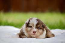 Owczare Australijski typ Amerykanski -unikatowa dziewczynka red merle