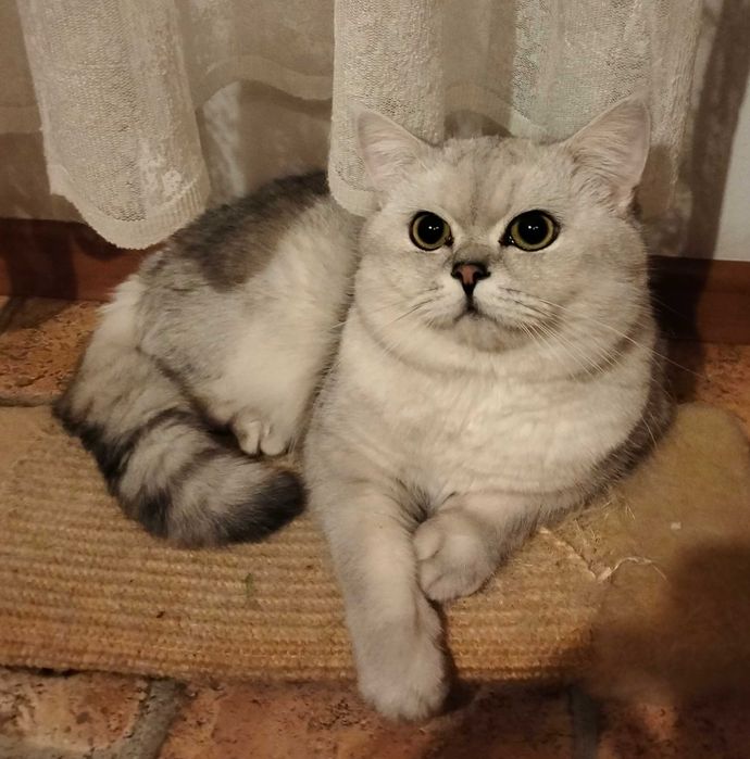 В'язка з британцем шиншила