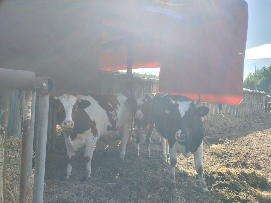 Jałowki bardzo ładne.