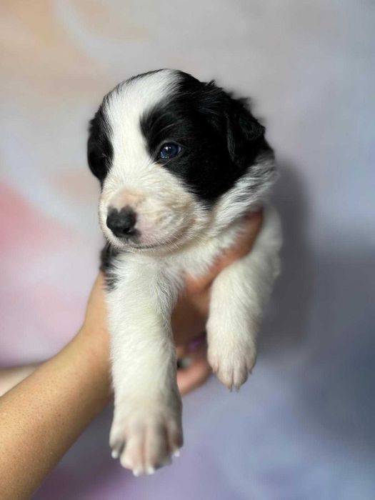 szczeniak Border Collie ZKwP (FCI) czarno-biały