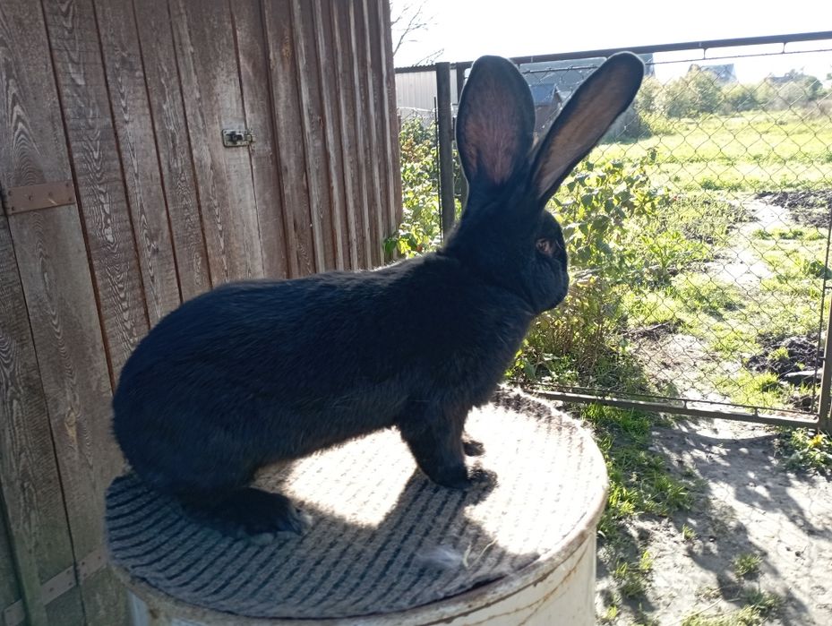 Olbrzym Belgijski Czarny