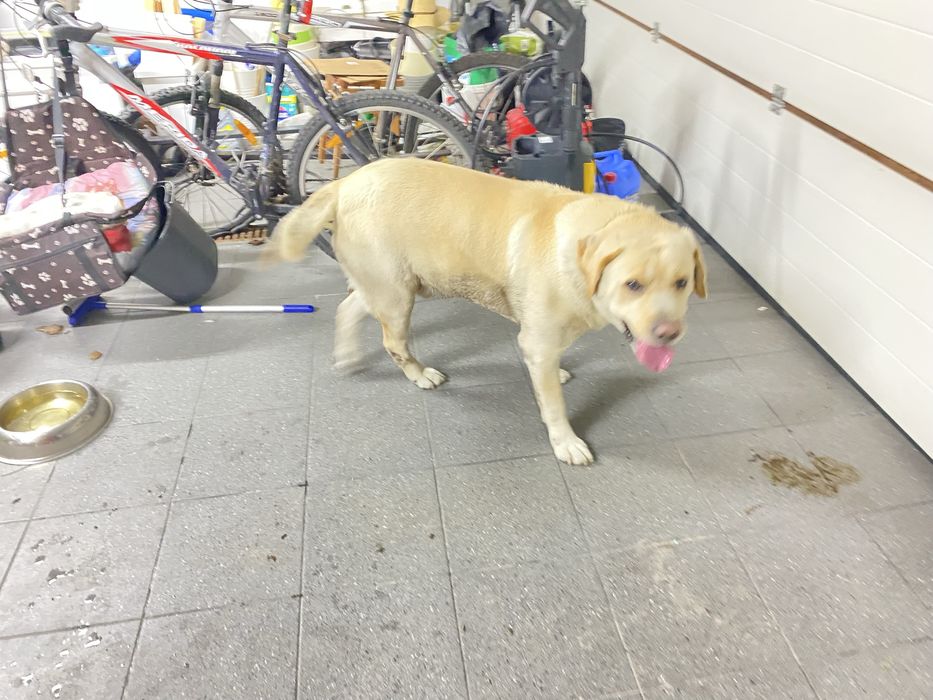 Znalazlam psa w typie labradora w Kawce Gmina Niemce