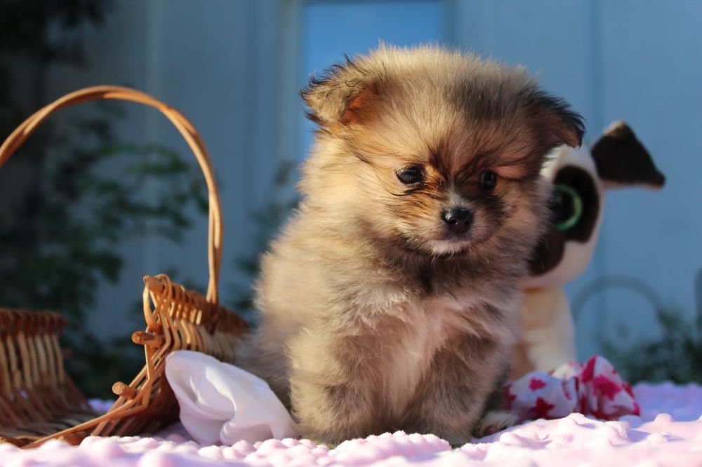 Милі міні дівчатка