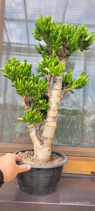 Hobbit crassula  grubosz mega okaz 65cm