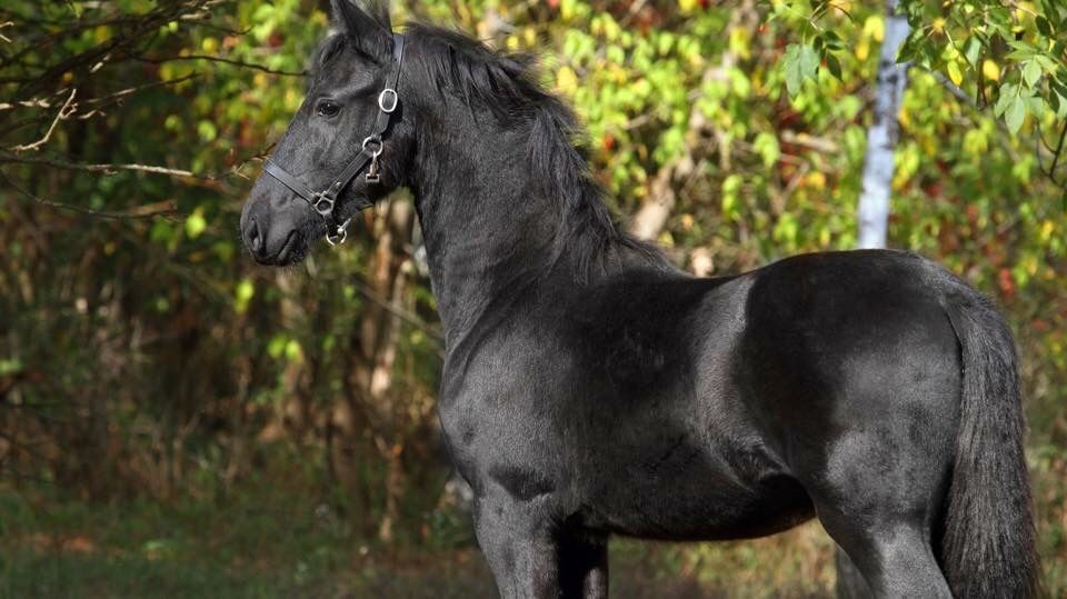 Фриз жеребенок 1 год с документами