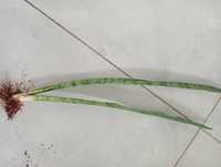 Sansevieria silver princess + trifasciata gratis