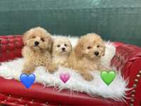 Maltipoo F1 apricot biszkoptowy kremowy pies pudel toy red