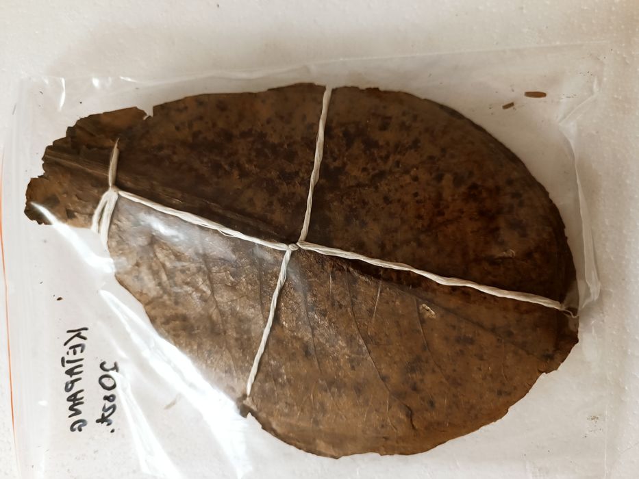 Ketapang migdałecznik morski pakiet 20 szt