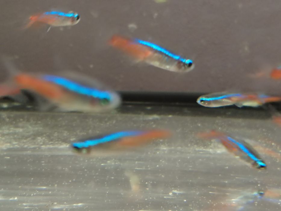 Neon innesa rybka akwariowa