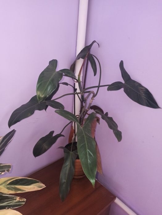 Продам филодендрони разных сортов