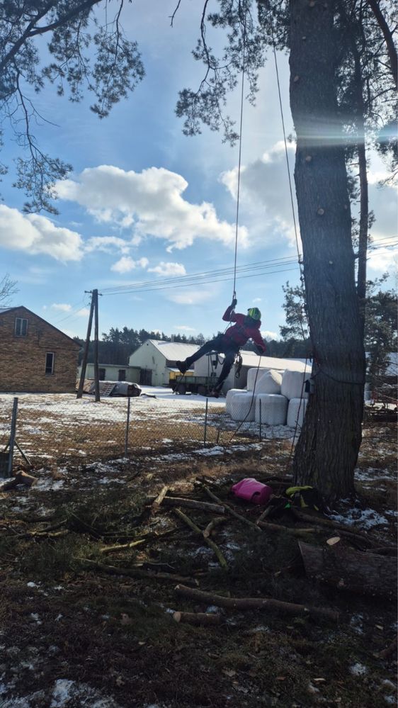 Wycinka alpinistyczna drzew, pielęgnacje drzew, wycinka standardowa