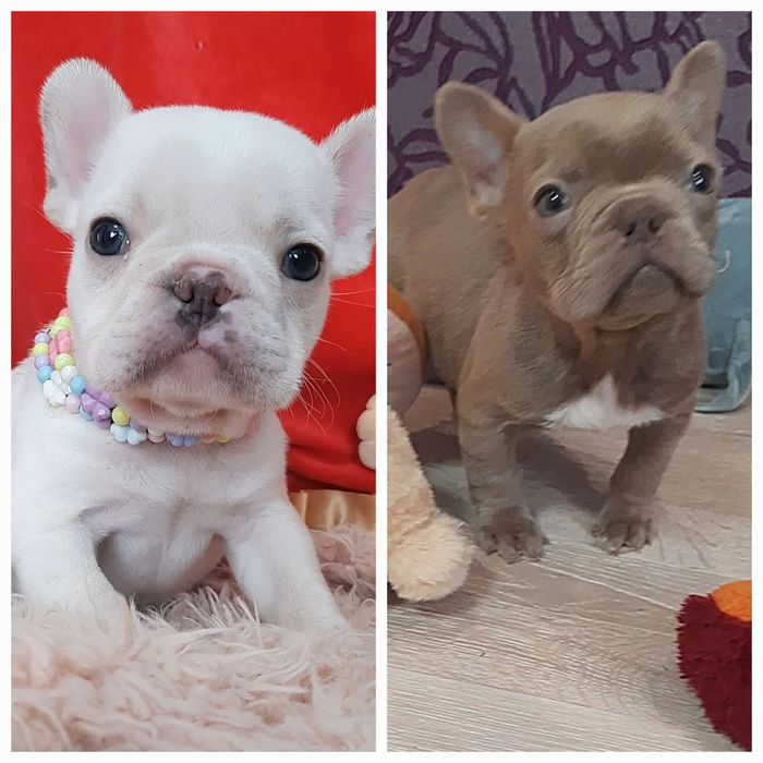 Супер щеночки французики