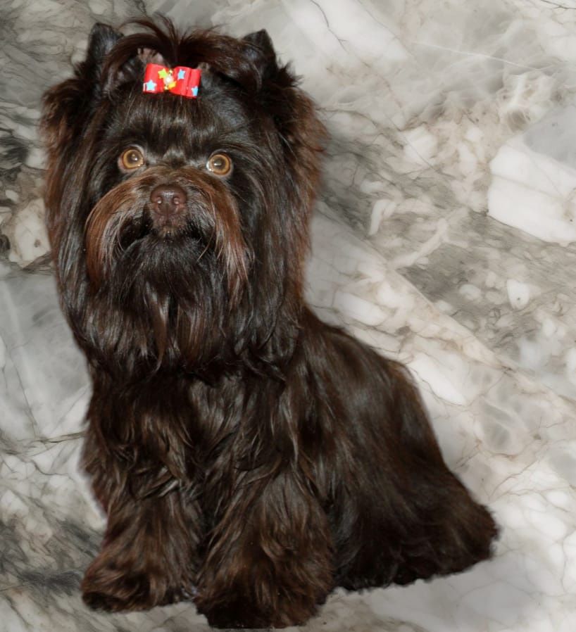 Chocolate Yorkshire Terrier male import blood line Шоколад Йорчик!