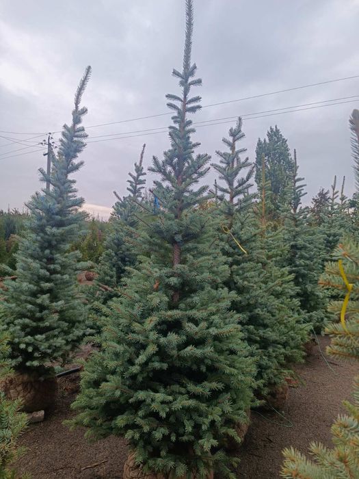 Ель, сосна, пихта, рододендрон, древесный пион, туи, можевельник