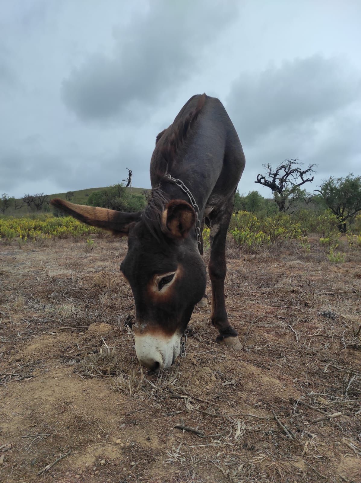 Burro inteiro manso, meigo e educado