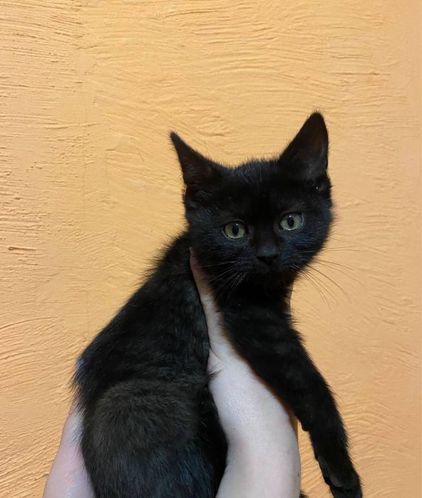 Милі пухнастики шукають люблячий дім