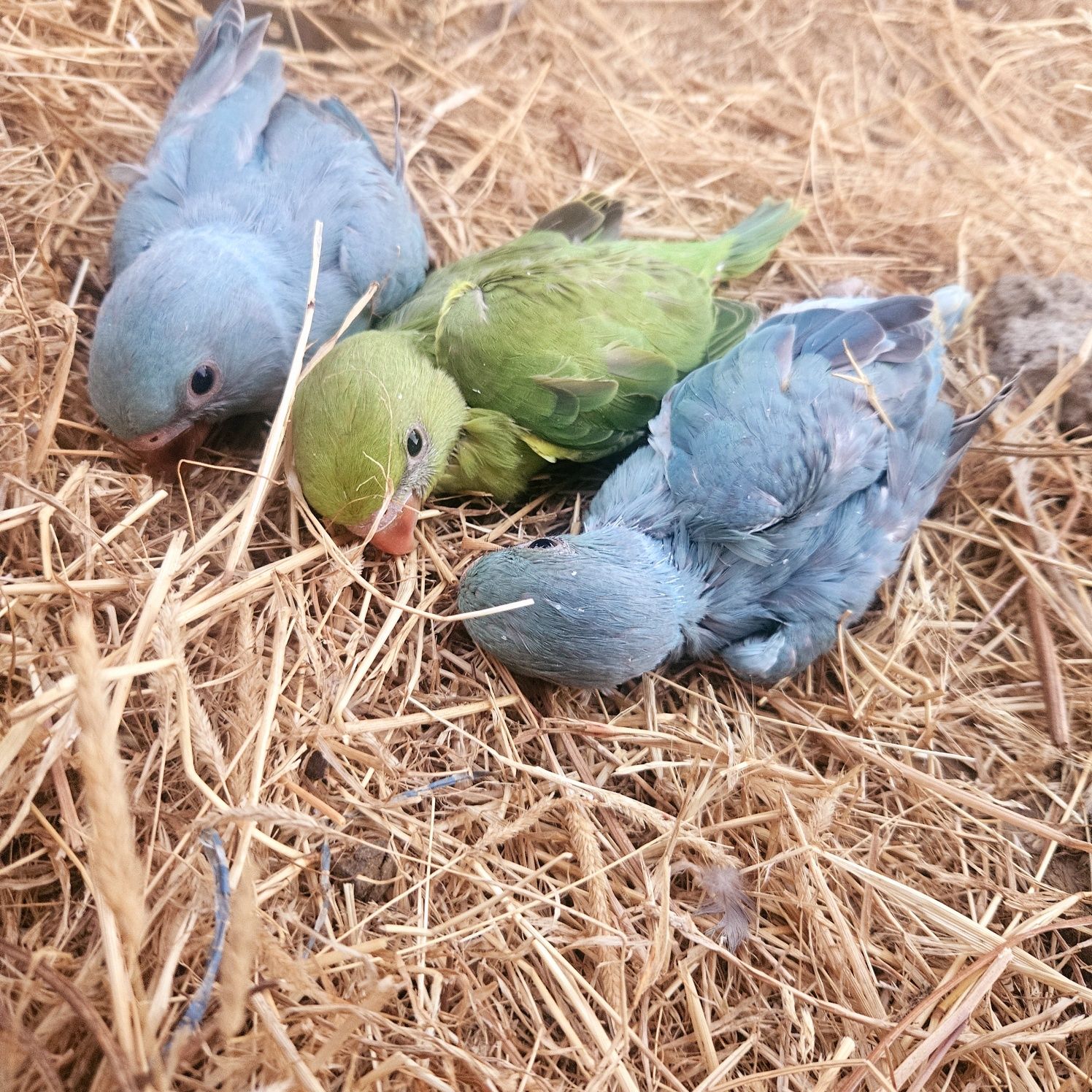 RingNecks bebés para terminar de criar
