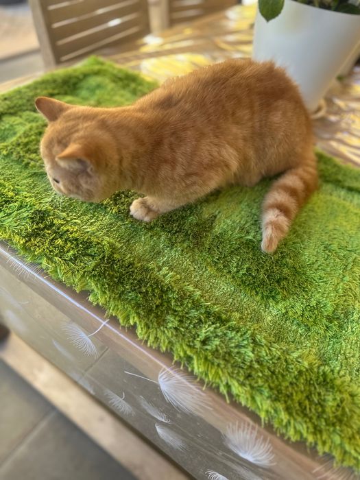 Gato Exotico Vermelho