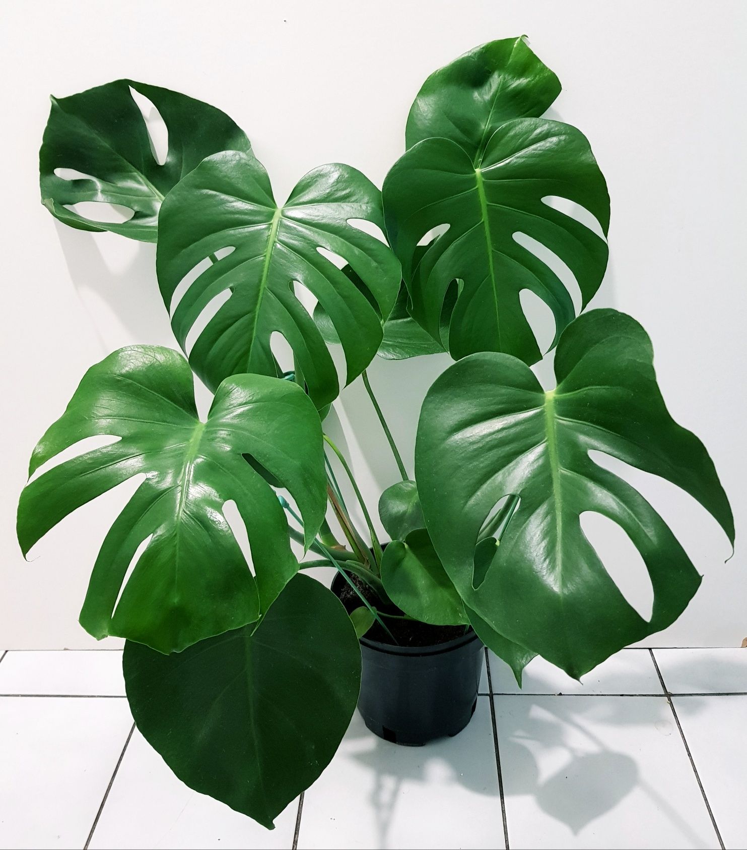 Monstera deliciosa dziurawa kwiat roślina  kwiatek