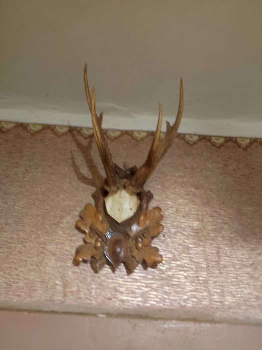 Продам роги оленя, косулі,лані,сайгак