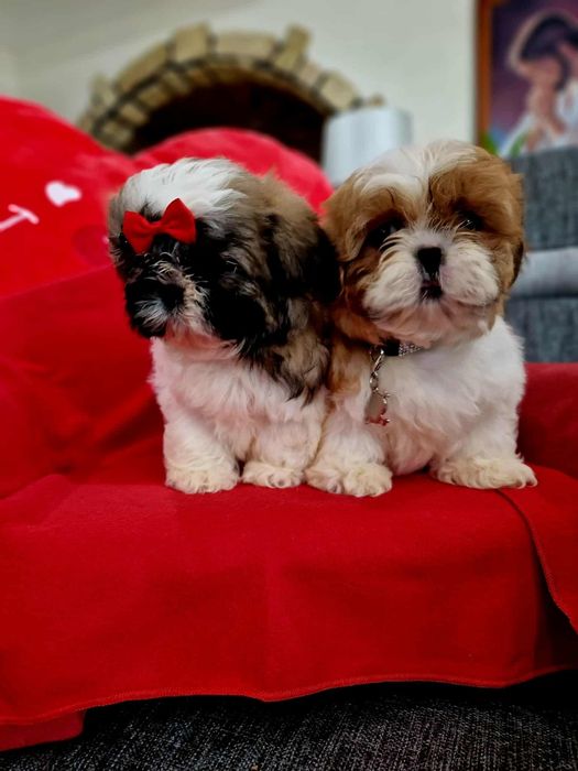 Shih tzu z rodowodem