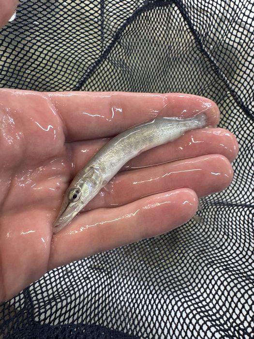 Sum europejski narybek suma inne ryby do stawów i oczek drapieżnik