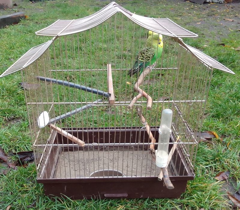 Papugi faliste z klatką