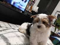 York terrier biewer
