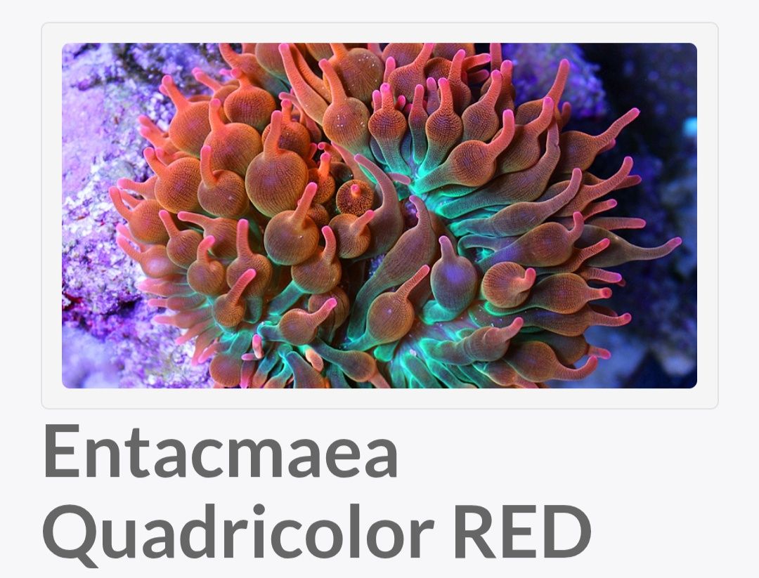 Anémona Red bubble